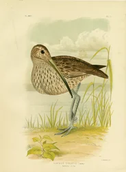 Curlew Australiano o Curlew dell